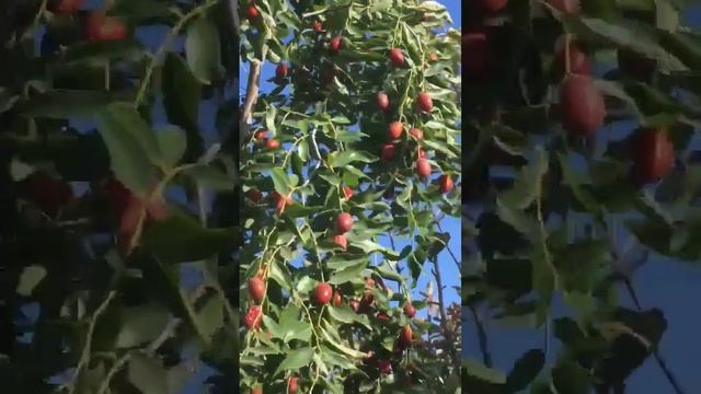 Растение обладающее очень сильными иммуномодулирующими свойствами!Зизифус или Унаби китайский финик смотреть онлайн