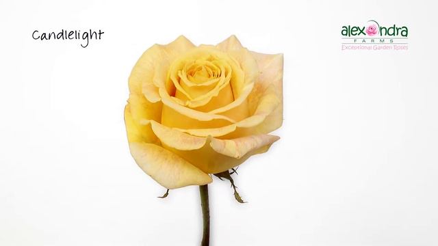 Candlelight Garden Rose Timelapse смотреть онлайн