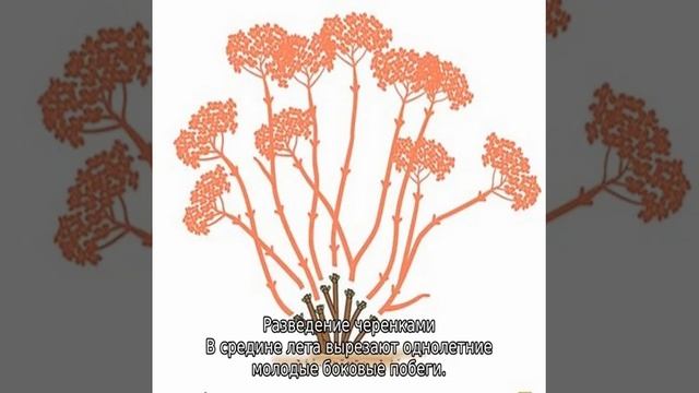 Гортензия Инвизибл Спирит — описание, посадка и уход смотреть онлайн
