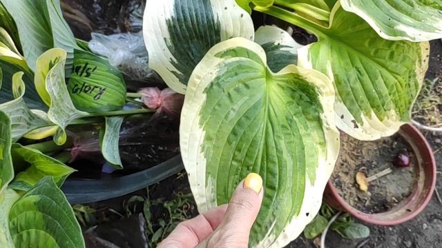 ГИГАНТСКИЕ  Хосты L Размера / Хосты НОВИНКИ / Императа Цилиндрическая Ред Барон / МИСКАНТУС