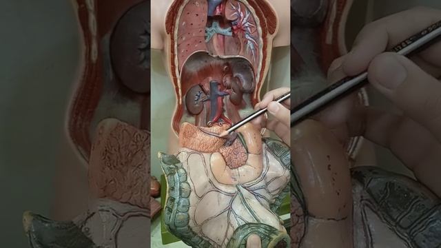 Intestine model part 2 (GIT module) смотреть онлайн