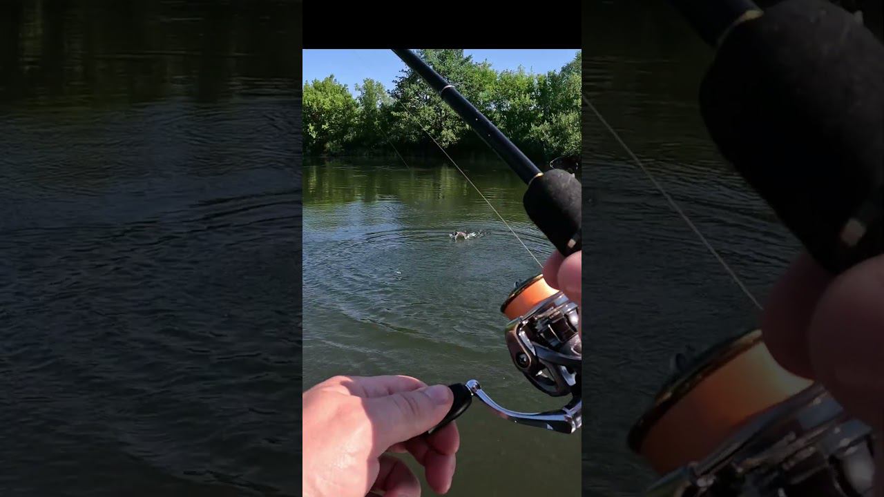 Разловил новый JACKALL CHUBBY 41F SSR #fishing #рыбалка смотреть онлайн