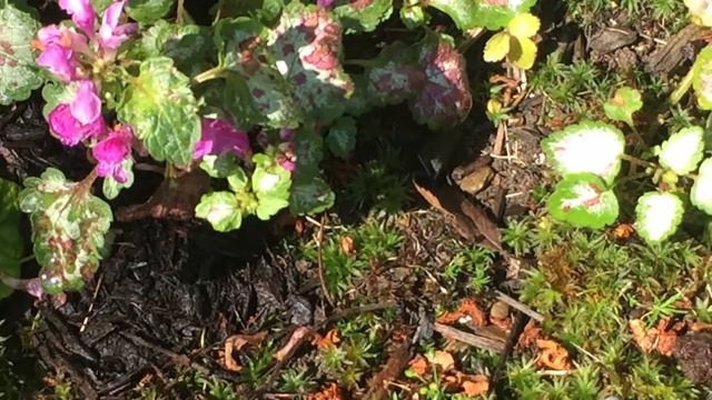 Primrose/Primula Reblooms - August 2 смотреть онлайн