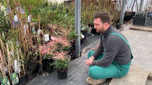 Japán szentfa (Nandina domestica 'Twilight') смотреть онлайн