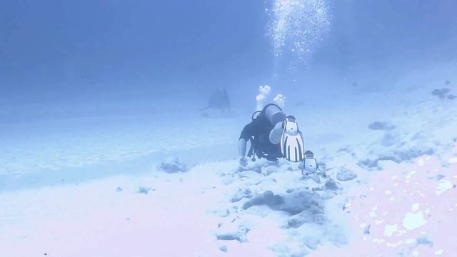 Мексика. Юкатан. Плайя-дель-Кармен. Бычьи акулы