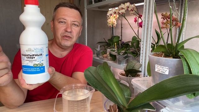 ОРХИДЕИ после ПЕРЕСАДКИ ПЕРВАЯ СТИМУЛЯЦИЯ для улучшения ОБМЕНА ВЕЩЕСТВ и первый полив орхидей смотреть онлайн
