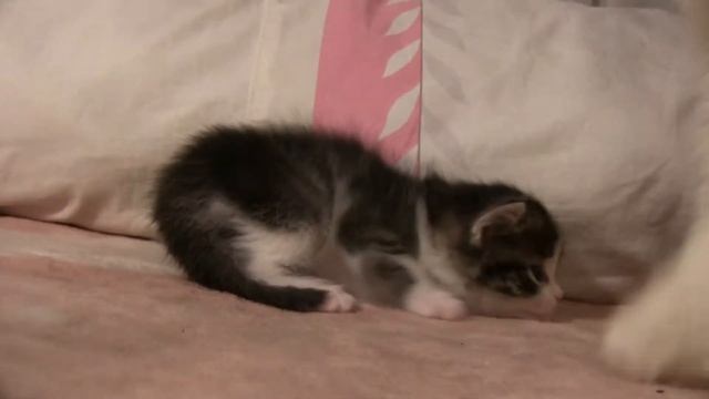 ОТДАЮ САМЫХ ЛУЧШИХ КОТЯТ В ДОБРЫЕ РУКИ смотреть онлайн