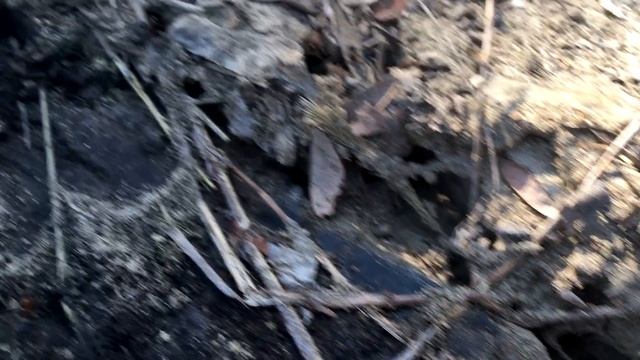 Ищем муравьёв-гигантов! Похождения за кампонотусами (Camponotus vagus и другие) В поисках маток 2.2 смотреть онлайн