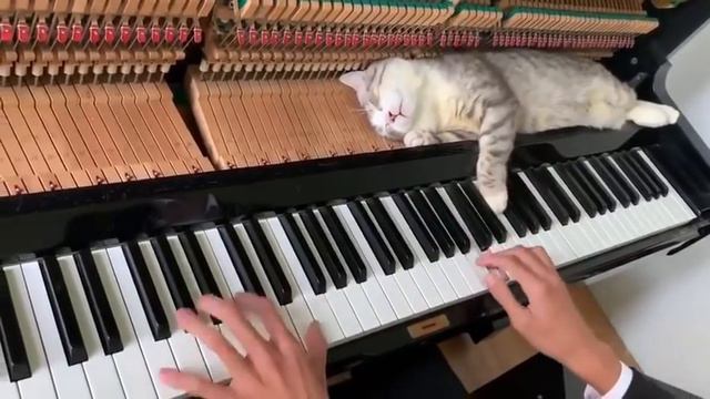 Cat Lies Down on Piano Keys While Human Plays a Tune - 1034223-2 смотреть онлайн