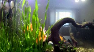 Аквариум 140 литров, Золотые рыбки.