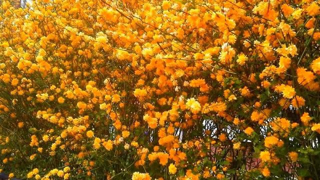 Amazing And Most Beautiful Kerria Japonica Flowers | Ranunkel Shrub