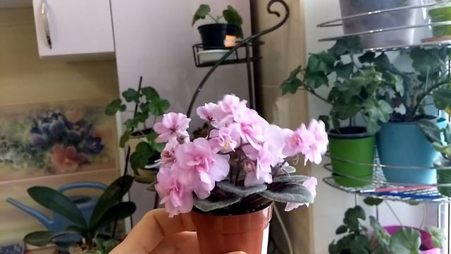 Фиалка Rob's Wind Chimes (робс винд чимес) смотреть онлайн