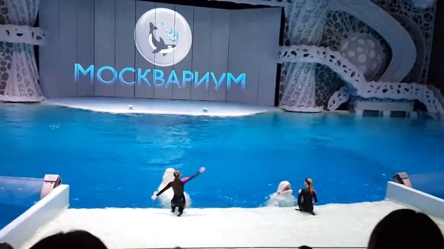 Москвариум. Белуги. Косатки. Моржы. Дельфины.(6) смотреть онлайн