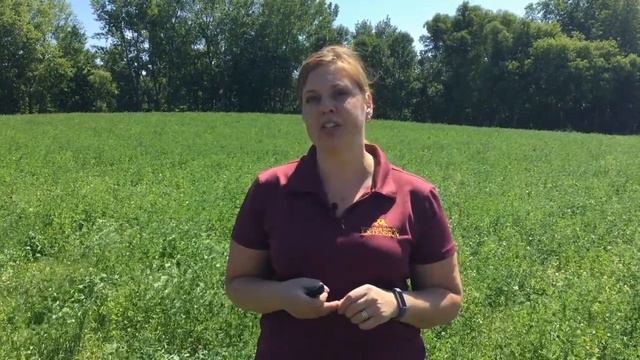 Hay Rake-Type Impact on Ash Content in Hay смотреть онлайн