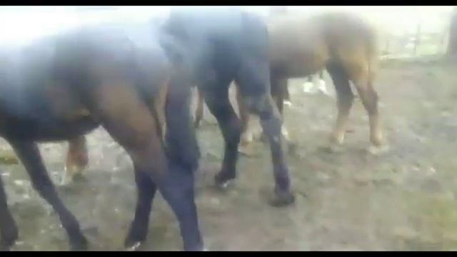 Продажа . Жеребец 3.5 года. Русский тяжеловоз смотреть онлайн