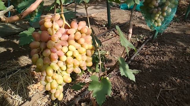 Виноград - Сенсация . смотреть онлайн