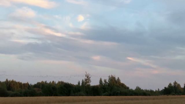 Взлет большой стаи журавлей смотреть онлайн