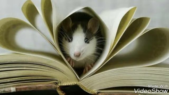 Милые крысики. Ну как можно их боятся? смотреть онлайн