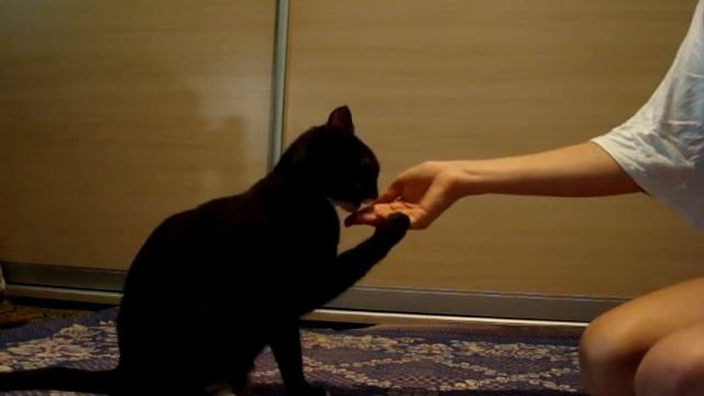 как научит кота давать лапу? смотреть онлайн