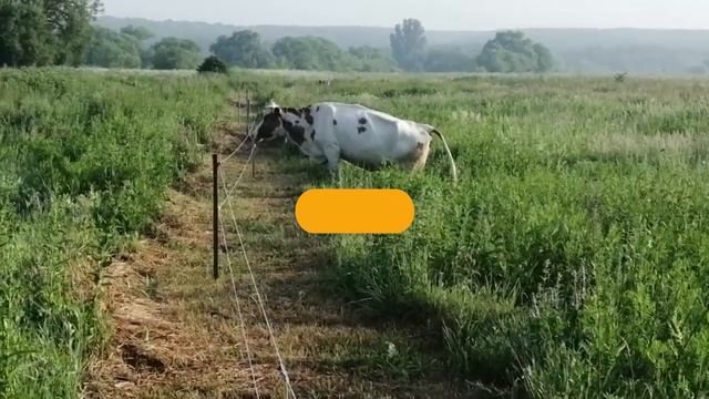 Электропастух - электрическое ограждения для защиты ваших животных смотреть онлайн