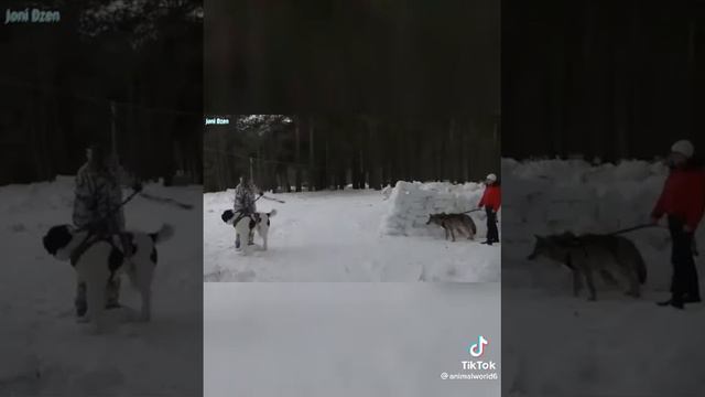Алабай против волка смотреть онлайн