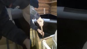 Разведение рыбы дома.