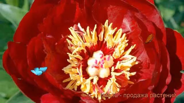 Пион травянистый Бакай Белл (paeonia) ? пион Бакай Белл обзор: как сажать рассада пиона Бакай Белл смотреть онлайн