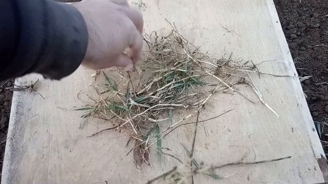 Культиватор против сорняков бесполезен? Фрезы размножают сорняки? Огород и сад зарастут? смотреть онлайн