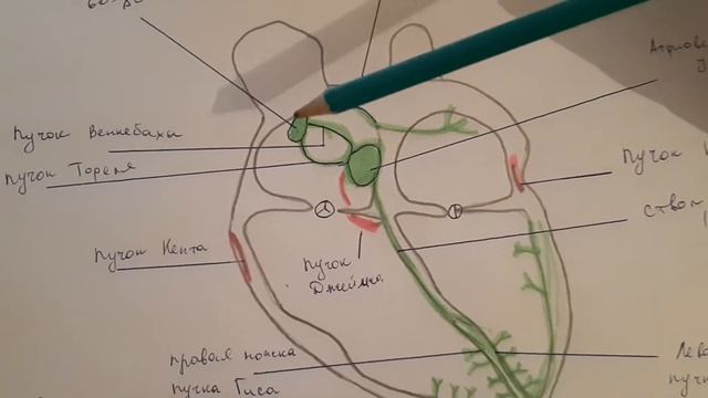 Проводящая система сердца