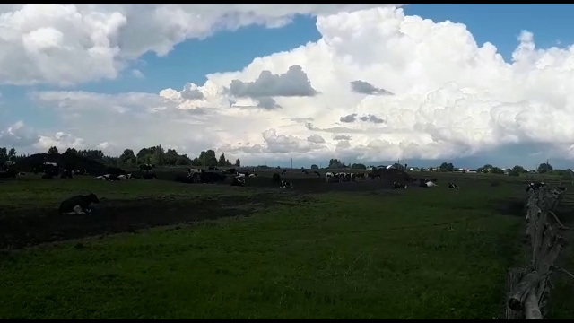 КРС оптом живым весом смотреть онлайн