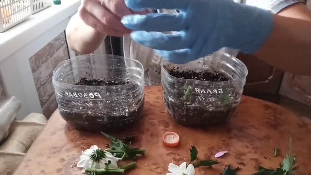 ? Укоренила ХРИЗАНТЕМУ из букета ? смотреть онлайн