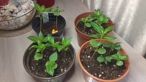 БАЛЬЗАМИН ТОМ САМБ.#бальзаминтомсамб