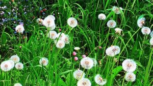 Уничтожение всех новообразований в области таза, брюшной полости Для женщин Сытин Г.Н.