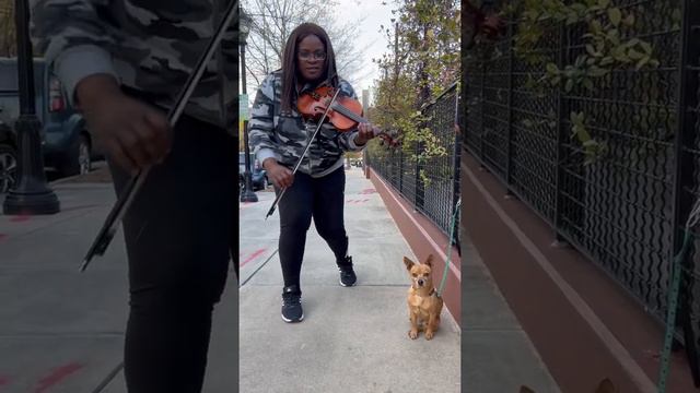 Mr B (America’s Favorite Dog) Boppin It With @Saitheviolinist - City Winery, Atl