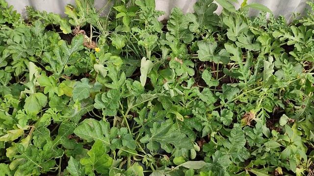 Арбузы в воронеже, выращиваем на своем участке, район отрожка, самый лучший сорт. смотреть онлайн