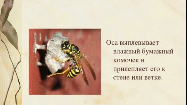 Как осы делают бумагу? смотреть онлайн