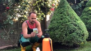 Стрижка ели коника