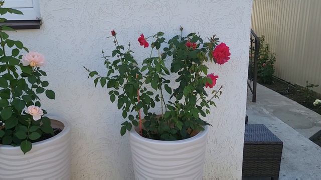 РОЗЫ В КАШПО. #розы #цветениероз #лето2022 #любовьспервоговзгляда #розывсаду