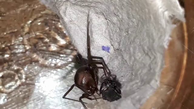 =РЕДКИЕ КАДРЫ= steatoda grossa, steatoda castanea кормление смотреть онлайн