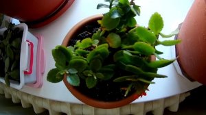 Каланхоэ домашний  Уход и содержание