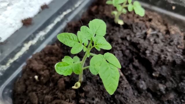 Я Обалдел! 1 Ложка Заставляет Любую Рассаду Толстеть и Активно Развиваться! Рассада Коренастая смотреть онлайн