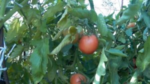 ТОМАТ ИМПЕРАТОРСКАЯ СЛАБОСТЬ F1. 2021