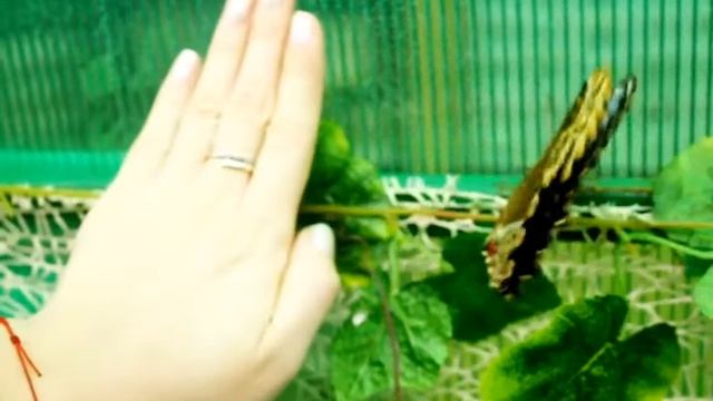 20190206-Бабочки в отделе природы смотреть онлайн