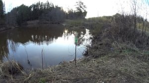 Рыбалка весной 2021. Ловля на ФИДЕР/ПИКЕР на малой речке