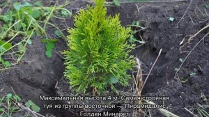 Туя восточная — сорта, описание, размеры