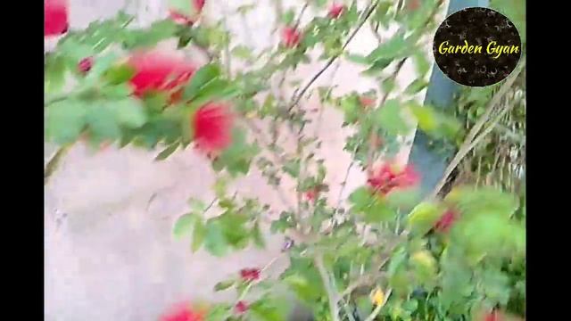 Powder Puff/ Calliandra Flower Plant, Best Evergreen Perennial ? смотреть онлайн