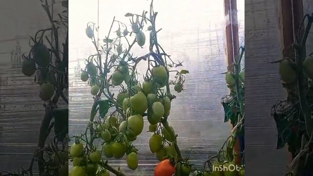 ТОМАТ НОВИЧОК КРАСНЫЙ ЗАСОЛОЧНЫЙ. Яросл.обл. Рыбинск. смотреть онлайн