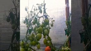 ТОМАТ НОВИЧОК КРАСНЫЙ ЗАСОЛОЧНЫЙ. Яросл.обл. Рыбинск.