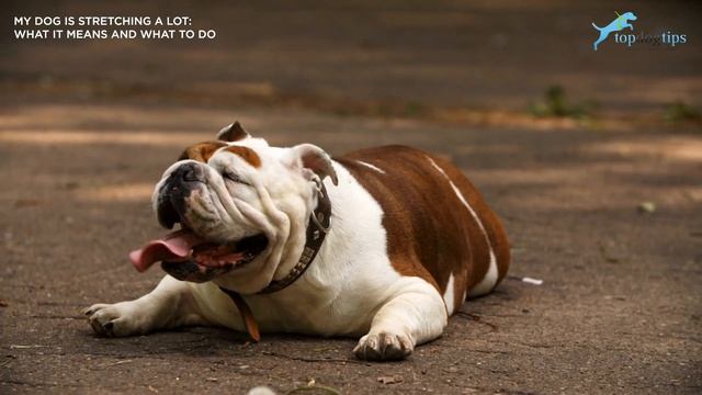 My Dog is Stretching a Lot What It Means and What To Do смотреть онлайн