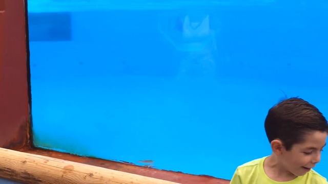 Selwo Marina delfines смотреть онлайн